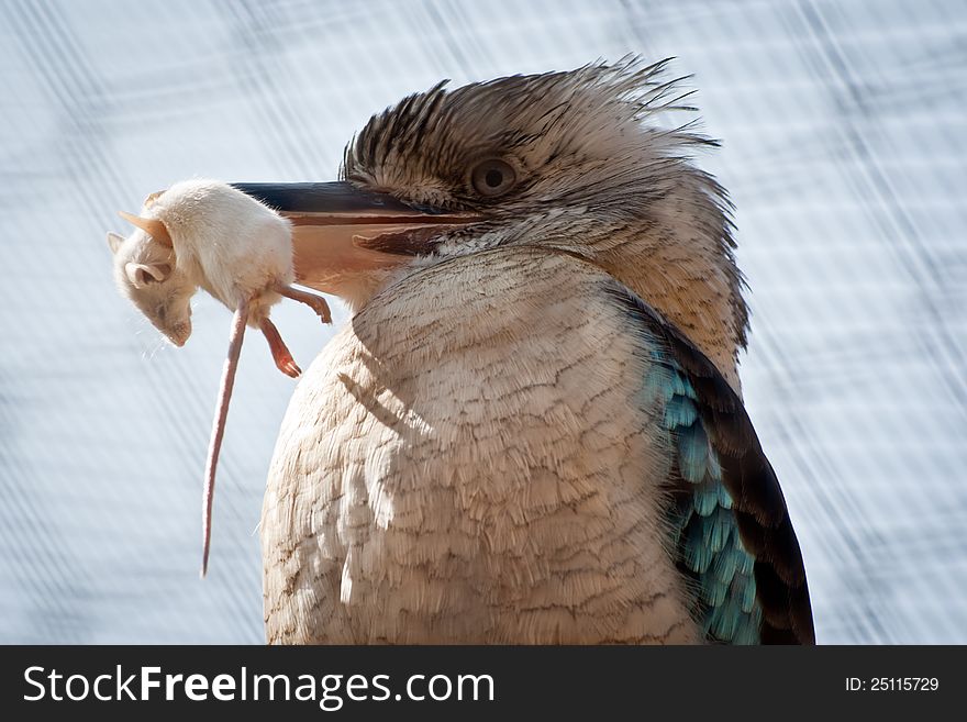 Portrait of a Kookaburra (or Kingfisher) in profile as it holds a mouse in its bill. Portrait of a Kookaburra (or Kingfisher) in profile as it holds a mouse in its bill.