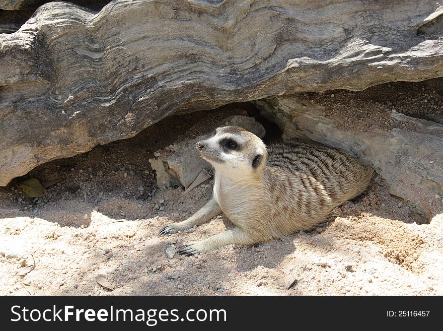 Meerkat at the zoo in thailand
