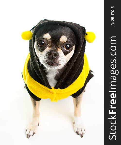 Cute Chihuahua dressed as Honey Bee on white background. Cute Chihuahua dressed as Honey Bee on white background