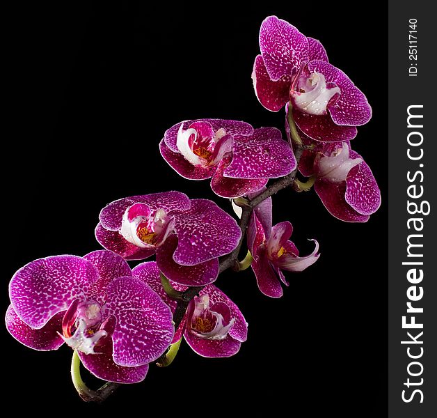 Elegant pink & white orchids with dew drops isolated on black background. Elegant pink & white orchids with dew drops isolated on black background