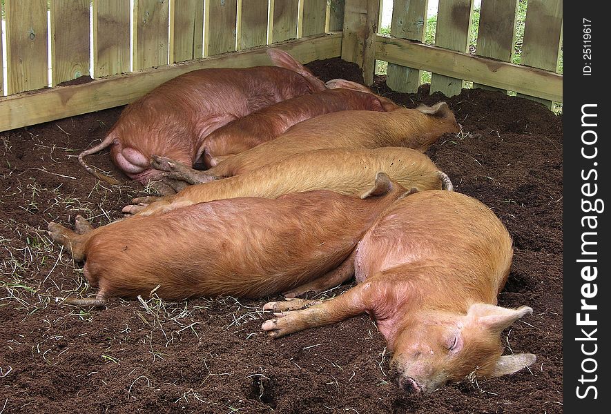 A bunch of red haired pigs sleep in the afternoon sunshine inside their pen. A bunch of red haired pigs sleep in the afternoon sunshine inside their pen.