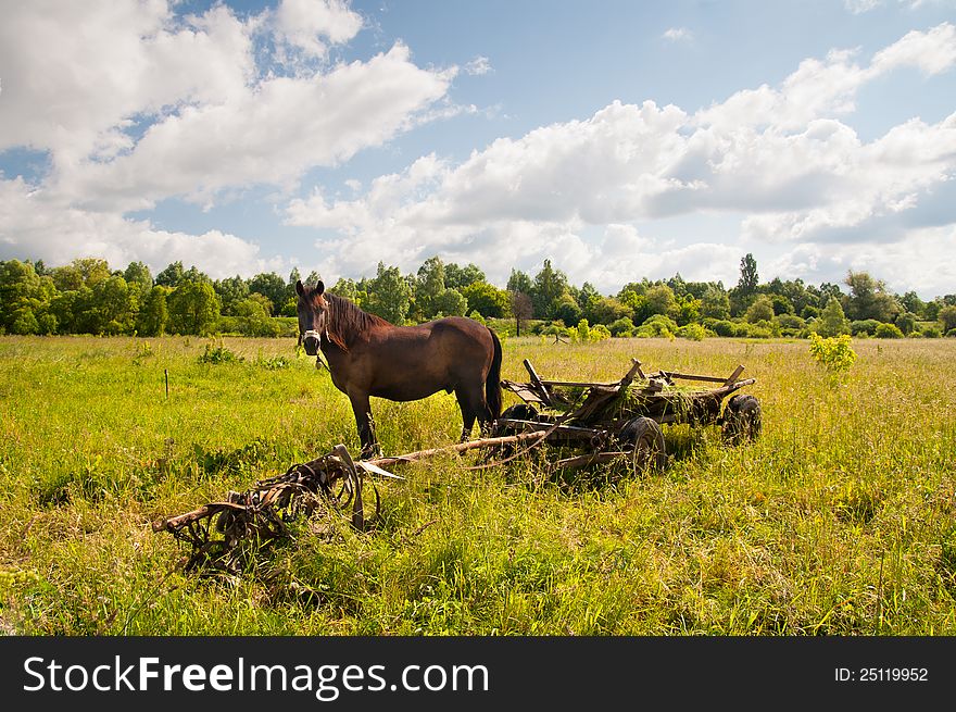 Horse, Traditional Ukrainian Cart On A Field