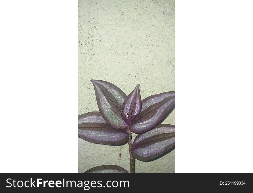 Beautiful Purple And Green Colour Leaves Against A Wall.