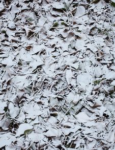 Frozen Leaves Royalty Free Stock Images Frozen Leaves Royalty Free Stock Images