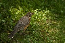 American Robin Juvenile-Back View Royalty Free Stock Images American Robin Juvenile-Back View Royalty Free Stock Images