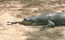 Resting Indian Crocodile Gharial Closeup Photo Royalty Free Stock Photo