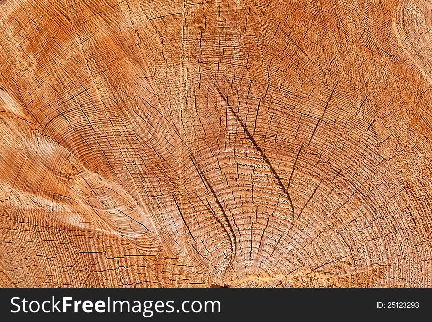 Texture of frame of tree with track from a saw