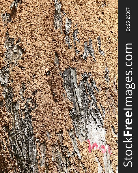 Closeup of termite colony on a bark of a tree