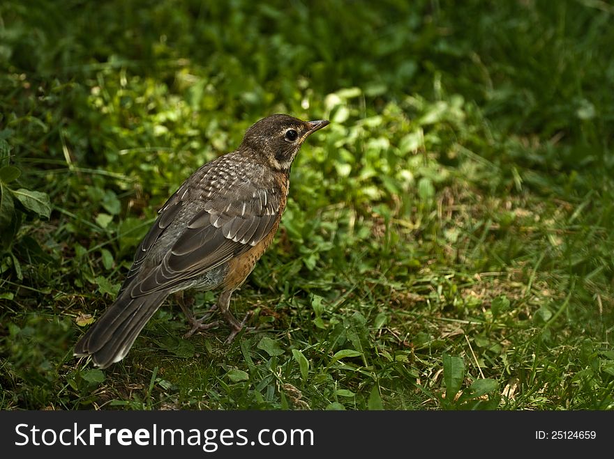 We see many of these juvenile American robin's every spring. The American robin is actually a thrush in the family turdidae. We see many of these juvenile American robin's every spring. The American robin is actually a thrush in the family turdidae.