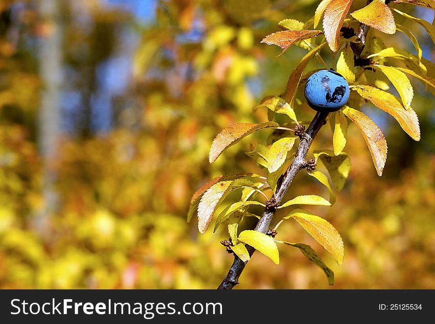 Autumn colored twig with fruit blackthorn