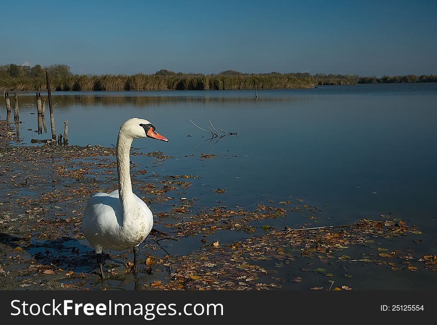 Lonely swan standing by the lake