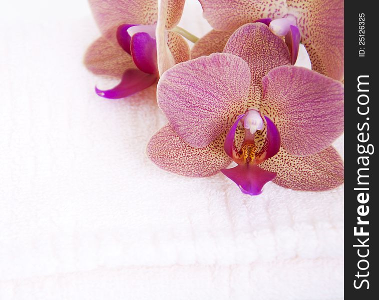Spa theme with pink orchids and towel. Spa theme with pink orchids and towel