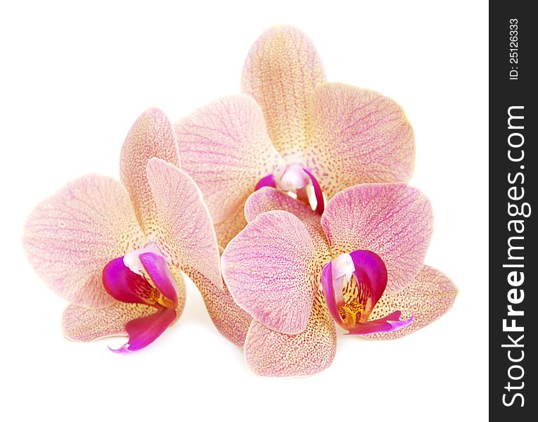Pink orchids  flowers on a white background