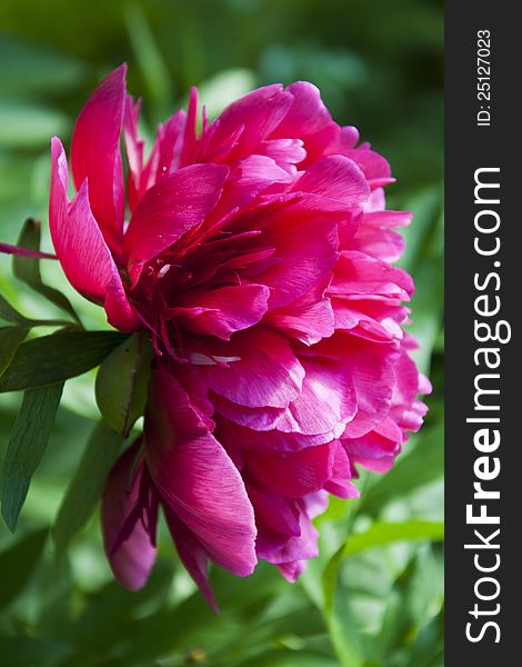 Deep pink peony flower in a garden