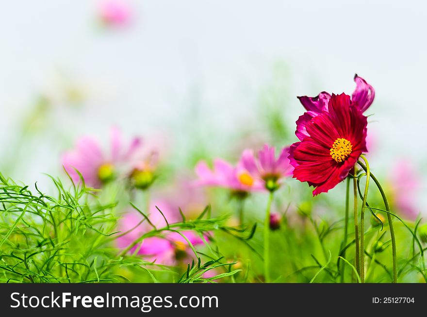 Red beautiful cosmos flower with white background