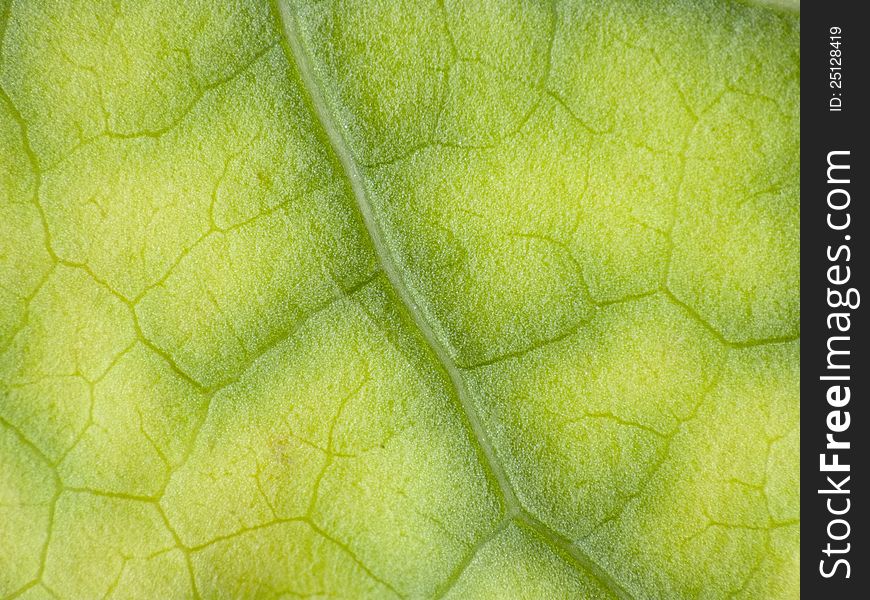 Green leaf macro