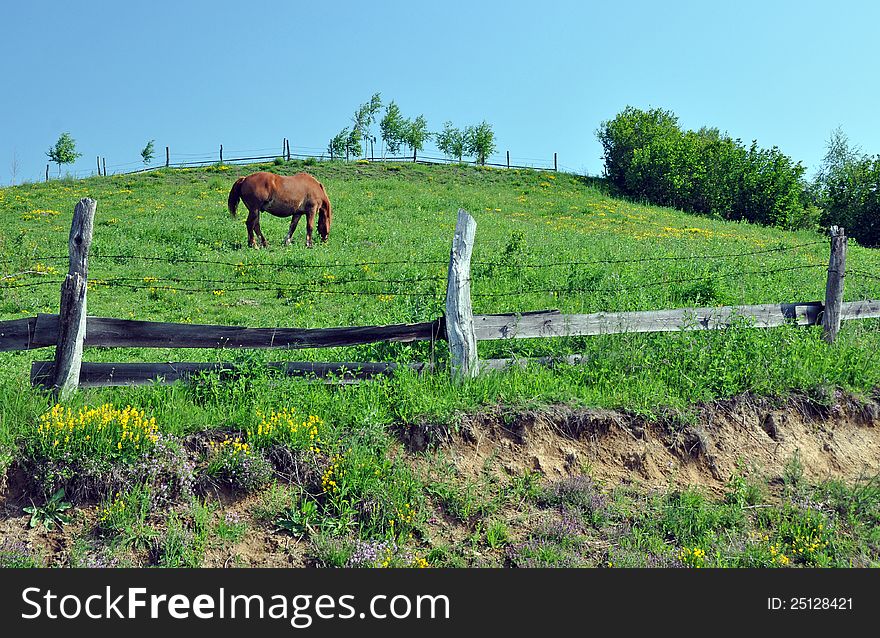 Horse on green hill with wooden fence. Horse on green hill with wooden fence