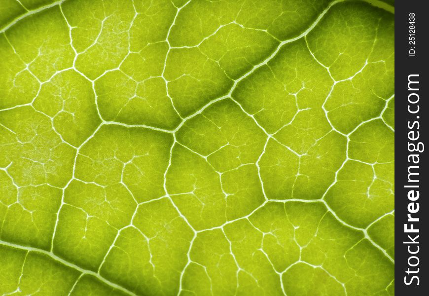 Extreme close up of green leaf