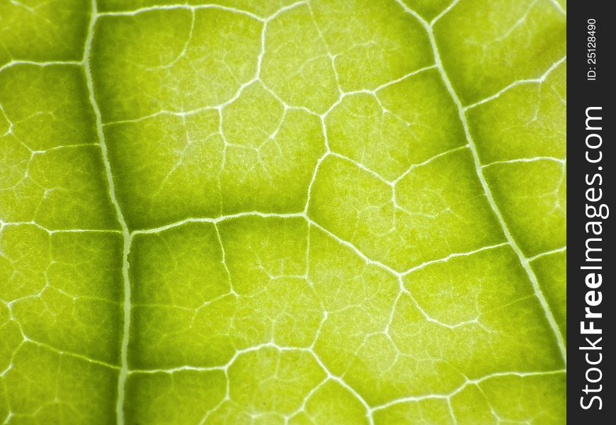 Close up to a green leaf texture