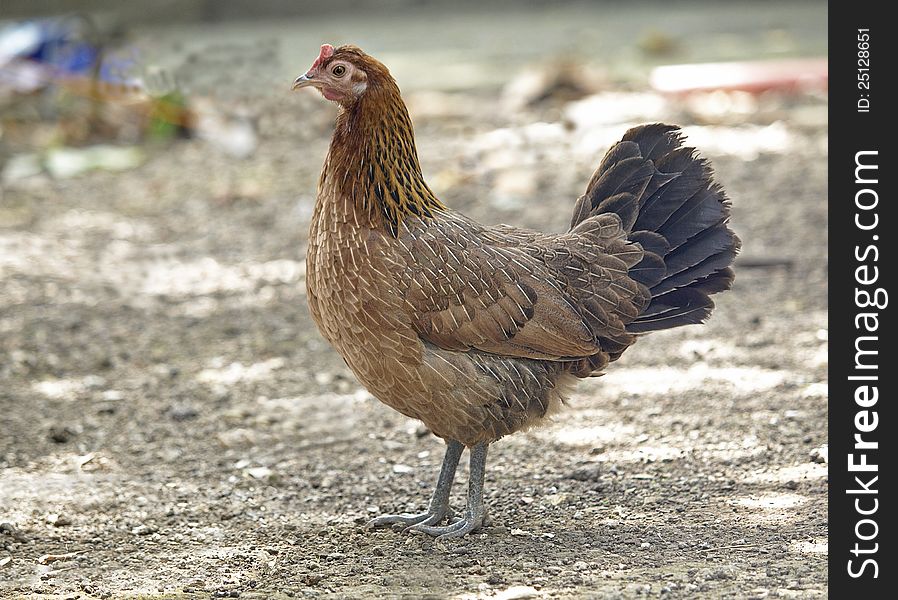 Domesticated brown hen on the yard