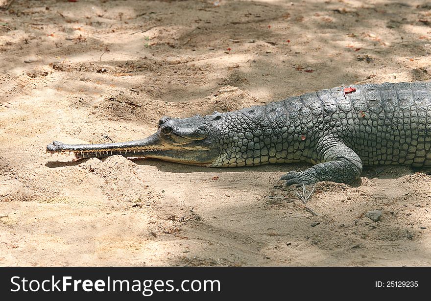 Resting Indian crocodile gharial closeup photo
