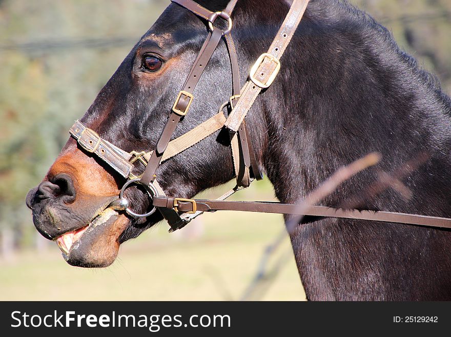 Close Up Of Horse S Head