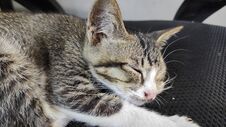 Cat Sleep,animal Cat Background Stock Photos Cat Sleep,animal Cat Background Stock Photos