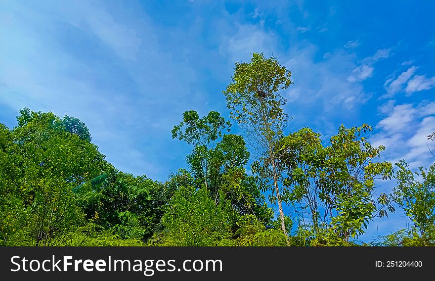 View Of A Few Of Plant In The Rainforest.