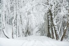 Winter With Snowy Birch Trees And Road Stock Photography