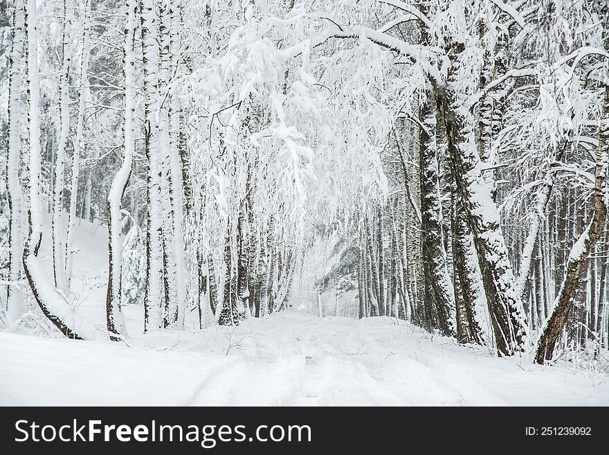 Winter With Snowy Birch Trees And Road