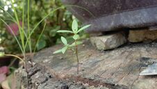 Free View Of Wild Plant On The Trunk. Royalty Free Stock Photography - 251269487