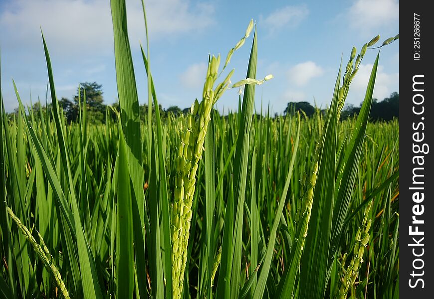 rice starts to grow in the fields