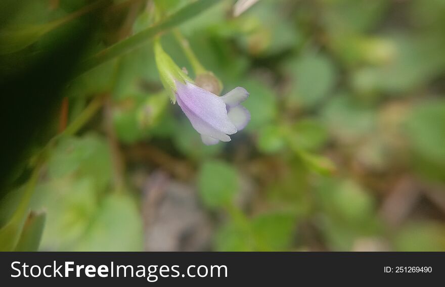 Macro View Of Small Purple Wildflower.