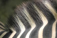 Zebra Hair And Back Closeup Shot Royalty Free Stock Image