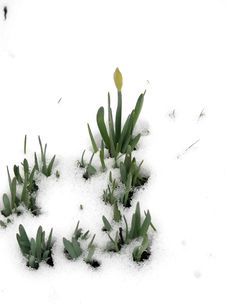Spring Is Coming Royalty Free Stock Photography