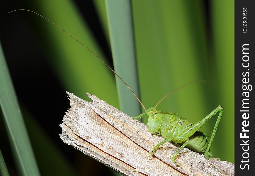 Grasshopper with long mustache. close-up