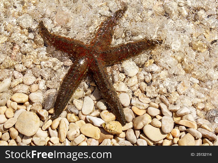 Brown sea star sitting on pebbles beach