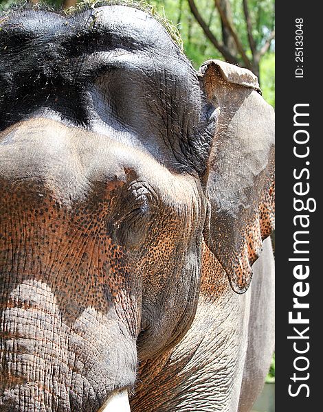 Asian elephant face closeup with spots