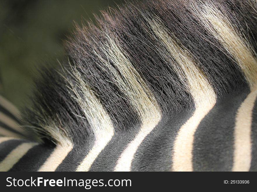 Zebra hair and back closeup shot showing brush like hair and thick skin