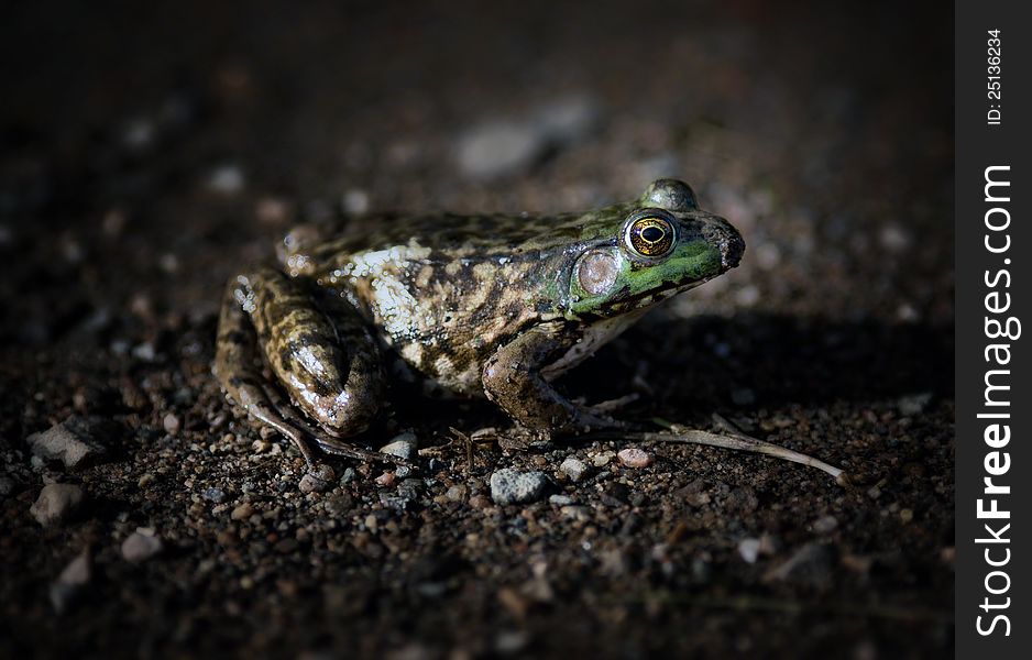 A side shot of a frog with a dark, lonely feel. A side shot of a frog with a dark, lonely feel.