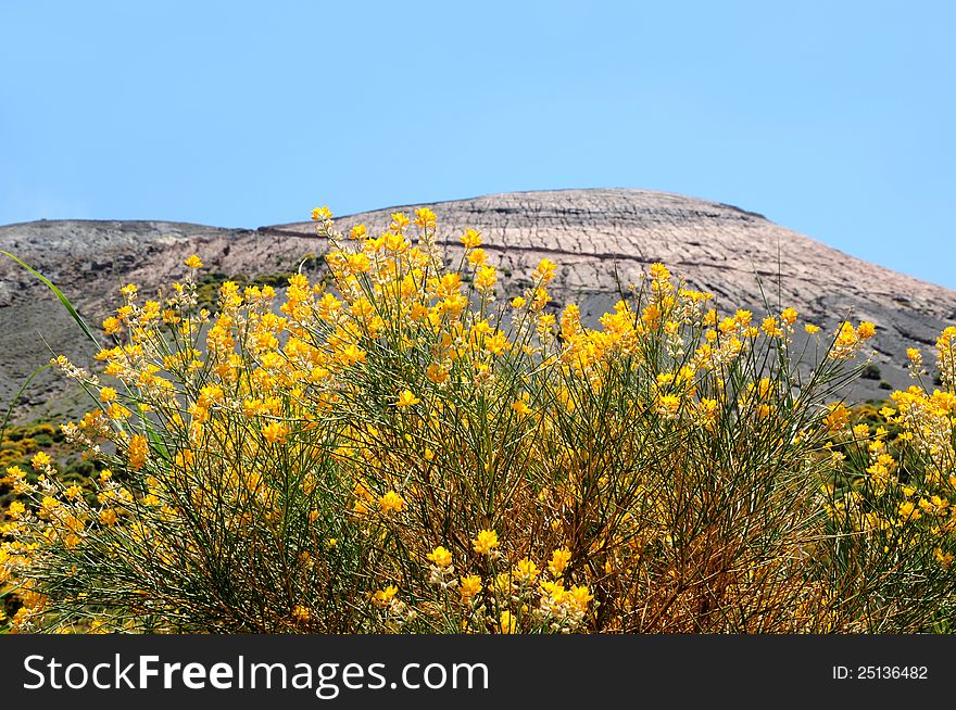 Flowers near the crater of volcano. Volcano island. Italy. Flowers near the crater of volcano. Volcano island. Italy.