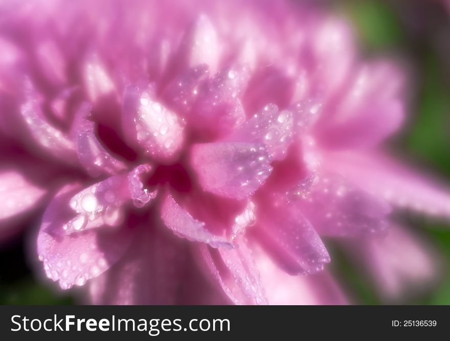 Rain drops on chrysanthemum petals through monocle lens