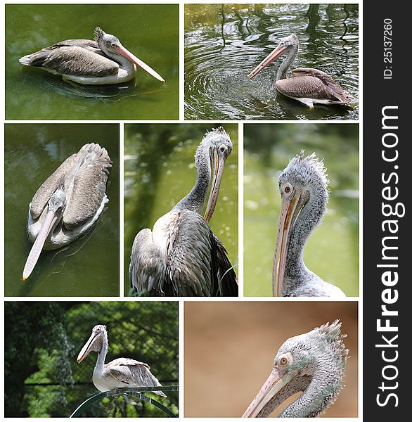 Pelican Images Collection In Various Active Roles