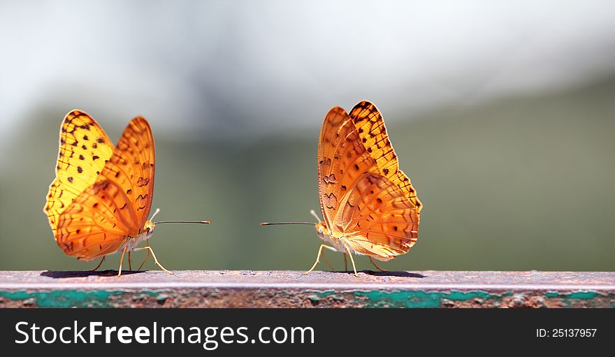 Pair of butterflies with yellow spotted wings sitting next to each other romantically on a summer noon.