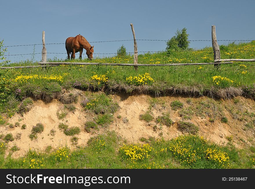 Hill Fence Horse