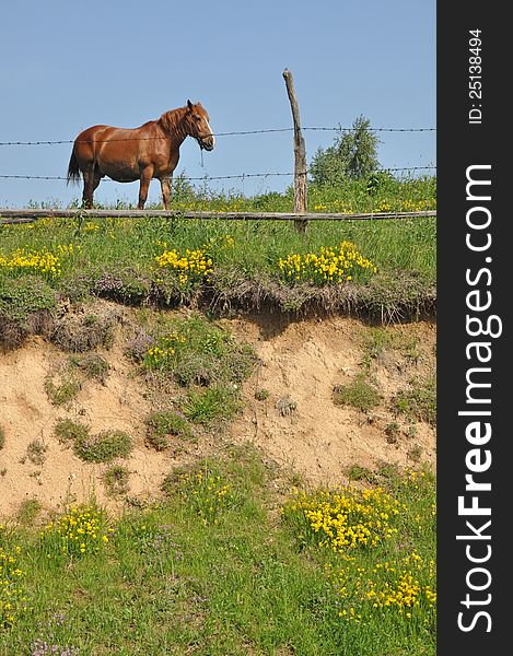 Horse on green hill with wooden fence. Horse on green hill with wooden fence