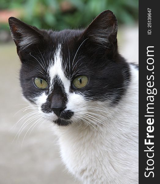Domestic cat white with black spots. Domestic cat white with black spots