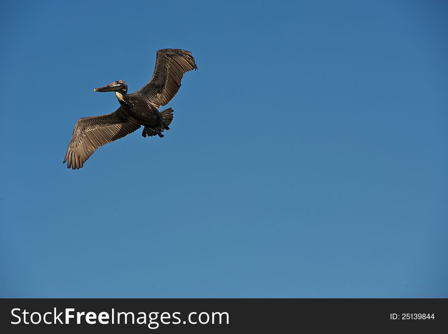 Brown Pelican flying along the shore in search of fish. Brown Pelican flying along the shore in search of fish