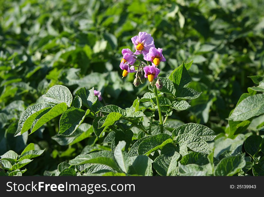 The potato field is during flowering