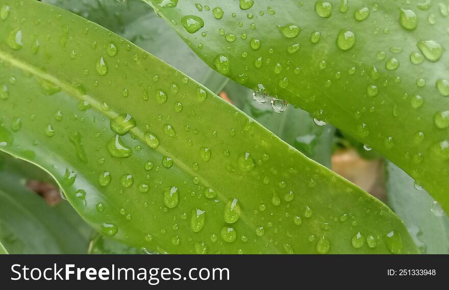 View of water drop on leaf.